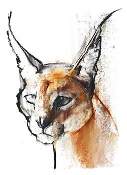 Arabian Caracal
