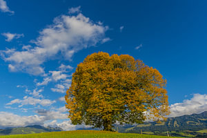 Linde im Herbst