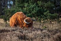 Scottish Bull
