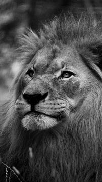 A Lions expression van Foto Studio Labie