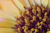 Gold flower, Goudsbloem Macrofotografie van Watze D. de Haan thumbnail
