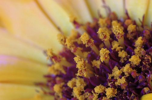 Gold flower, Goudsbloem Macrofotografie