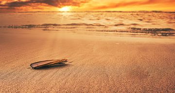 Shell on beach by FotoSynthese