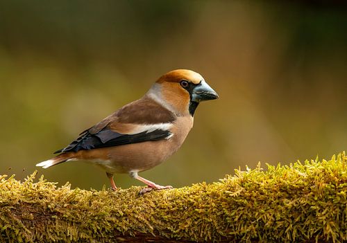 Appelvink