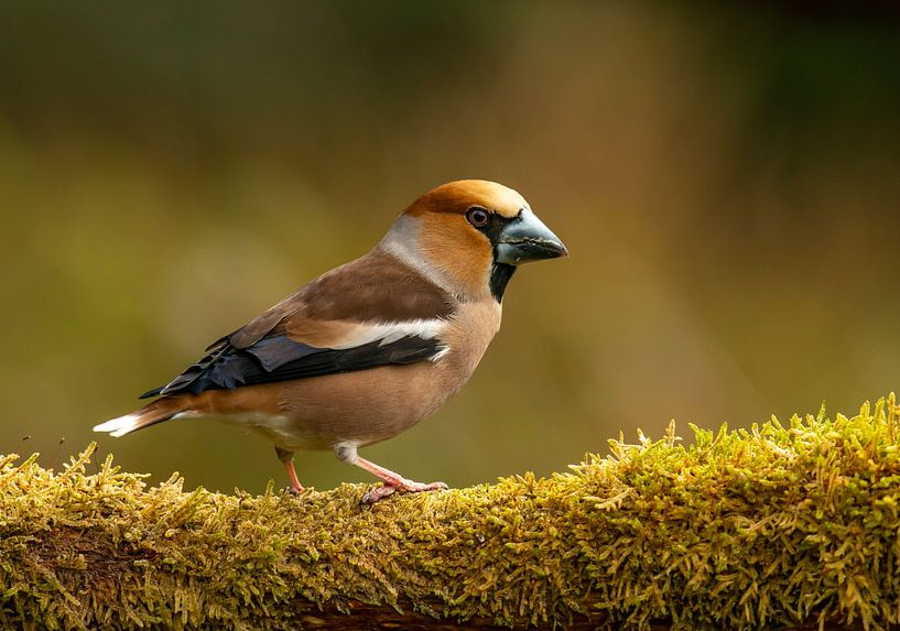 Apple Finch by Harry Punter
