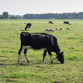 Farbfoto einer typischen holländischen Landschaft mit Kühen und Schafen von Hans Post