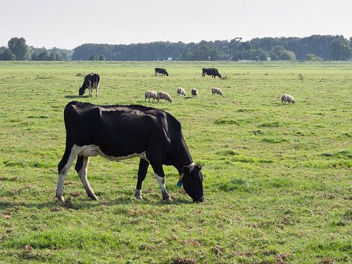 Farbfoto einer typischen holländischen Landschaft mit Kühen und Schafen
