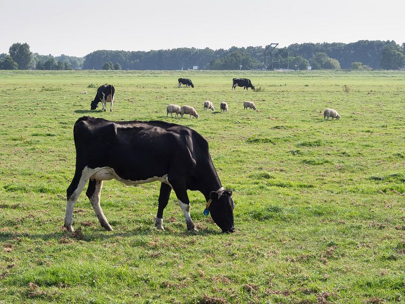 Farbfoto einer typischen holländischen Landschaft mit Kühen und Schafen von Hans Post