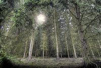 Woods