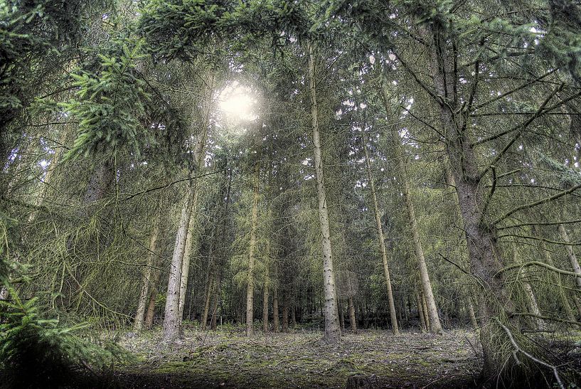 Woods by Cor de Keijzer