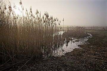 Ven in Nationaal Park de Groote Peel van Rob Boon