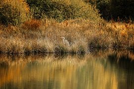 Héron cendré sur la rive du Schwenninger Moos - Bade-Wurtemberg sur BlattArt - Christine Horn