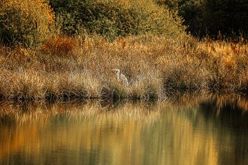 Héron cendré sur la rive du Schwenninger Moos - Bade-Wurtemberg sur BlattArt - Christine Horn