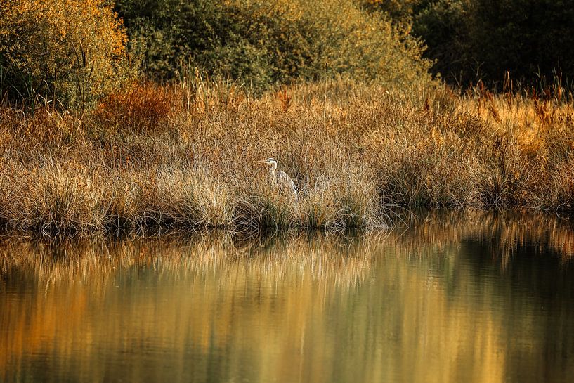 Héron cendré sur la rive du Schwenninger Moos - Bade-Wurtemberg par BlattArt - Christine Horn
