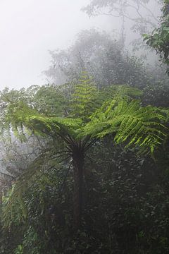 Baumfarn im Nebel