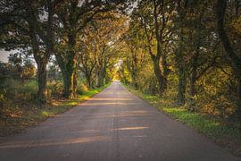 Bolgherese Straße im Herbst. Toskana, Italien von Stefano Orazzini