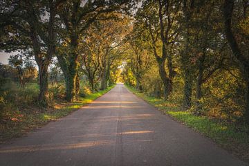 Bolgherese weg in de herfst. Toscane, Italië van Stefano Orazzini