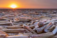 Shell bed on beach