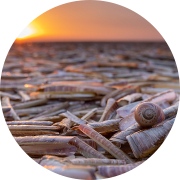 Schelpenbed op strand - Natuurlijk Wadden