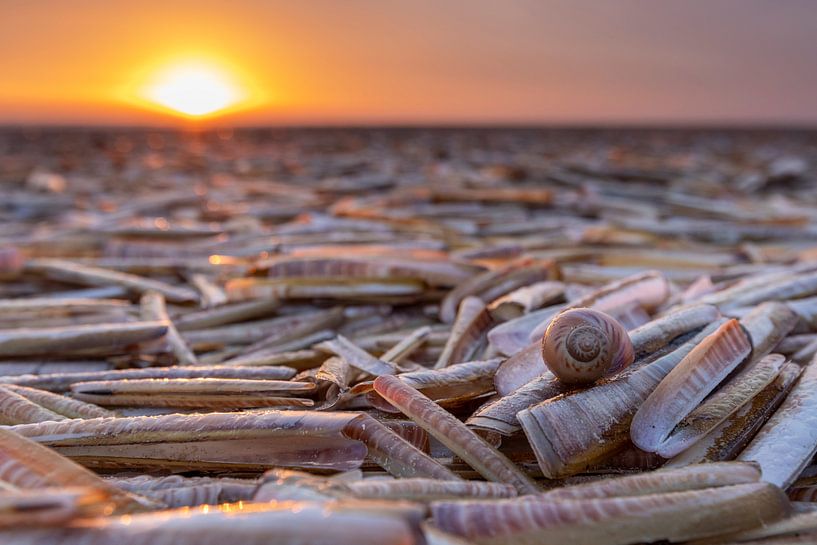 Lit de coquillages sur la plage sur Anja Brouwer Fotografie