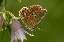 Ikarus blau weiblich von Laurens Balvert