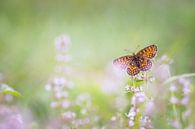 Oranje vlinder van Diana de Vries thumbnail