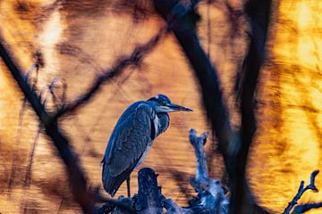Graureiher im Gegenlicht von Karl Heinrich