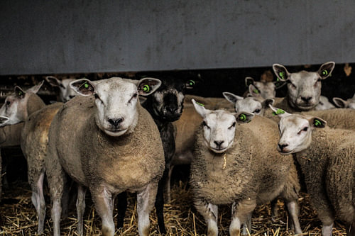 Sheep in the barn