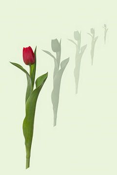 LA tulipe sur Klaartje Majoor