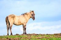 Wild Konik on a muddy dike