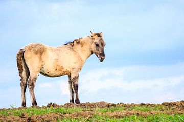 Wilder Konik auf einem schlammigen Deich von Devin Meijer