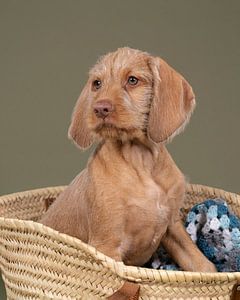 Drahthaariger Vizsla, Ungarischer Vorstehhund, Welpe im Körbchen sitzend