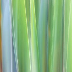 Natur in Bewegung, abstrakte Schilfhalme von Marga Vroom