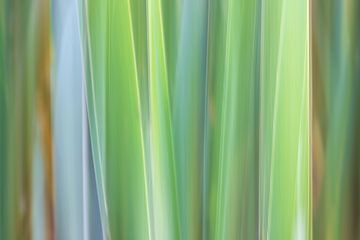 Natur in Bewegung, abstrakte Schilfhalme