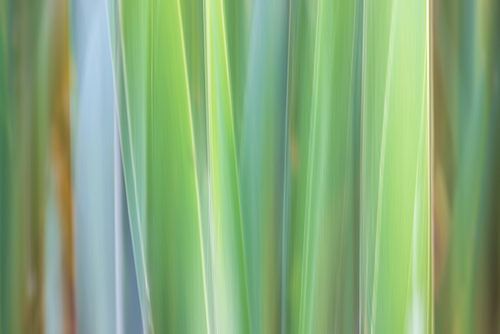Natur in Bewegung, abstrakte Schilfhalme von Marga Vroom