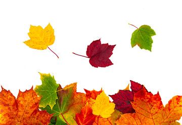 Colorful maple leaves in autumn on white background by Animaflora PicsStock