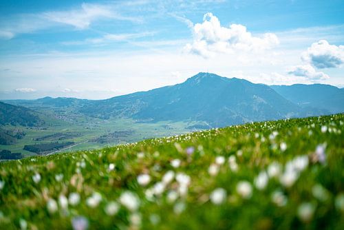 Bloemrijk uitzicht op de Grünten vanaf de middag