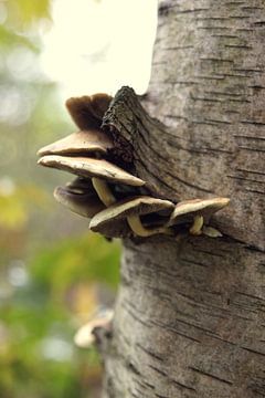 paddenstoel van Marian van den Boogaard