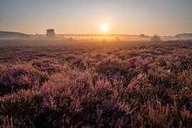 Mistige zonsopkomst boven heide