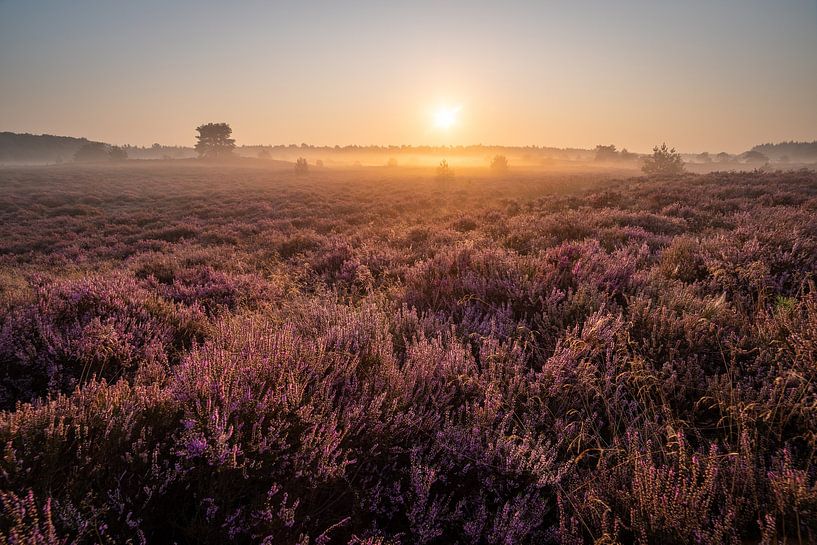 Lever de soleil brumeux sur la lande par Yorben  de Lange