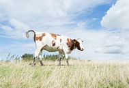 Weiden Kuh von Melvin Fotografie Miniaturansicht