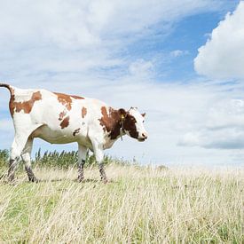 Weiden Kuh von Melvin Fotografie