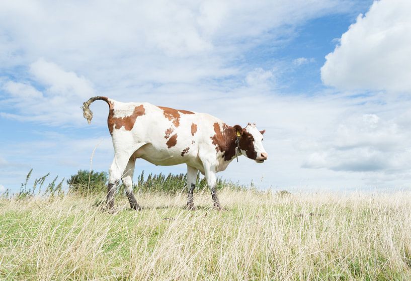 Weiden Kuh von Melvin Fotografie