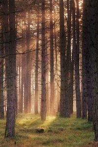Morgenlicht im Wald