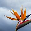 Bird of paradise flower in Funchal on the island Madeira, Portugal by Rico Ködder