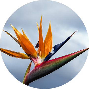 Bird of paradise flower in Funchal on the island Madeira, Portugal van Rico Ködder