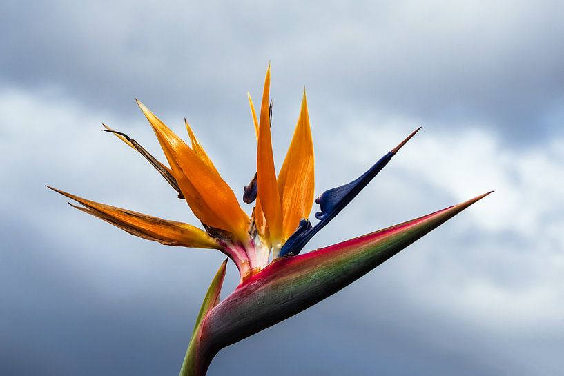 Paradiesvogelblume in Funchal auf der Insel Madeira, Portugal van Rico Ködder