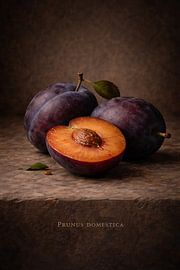 Plums, Prunus domestica by Bert Quaedvlieg