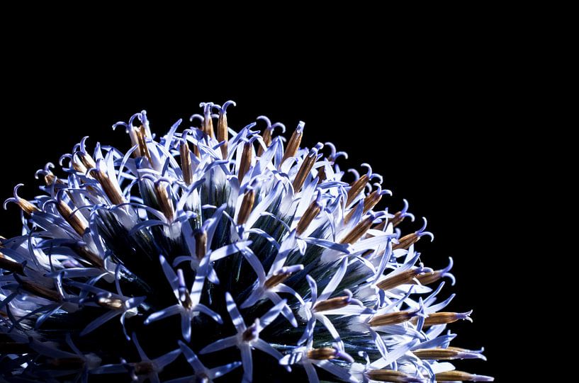 Kogeldistel by Hans Wijnveen