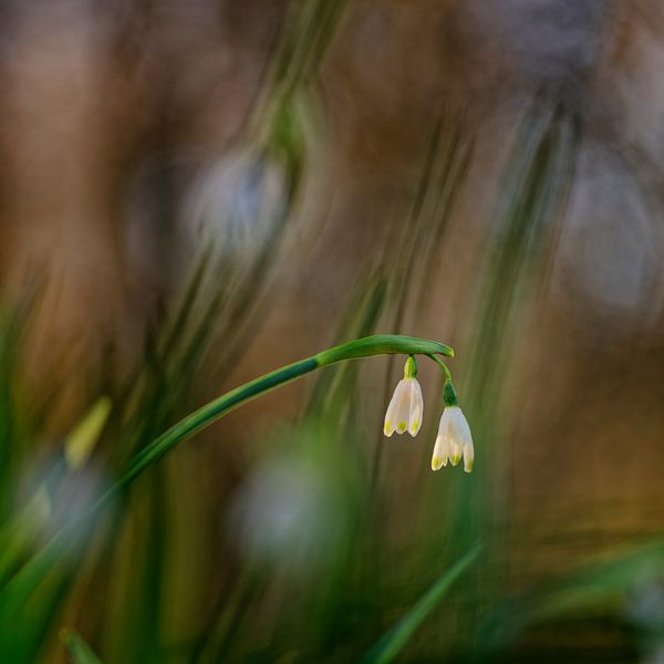Image créative de campanules d'été en fleurs par KCleBlanc Photography